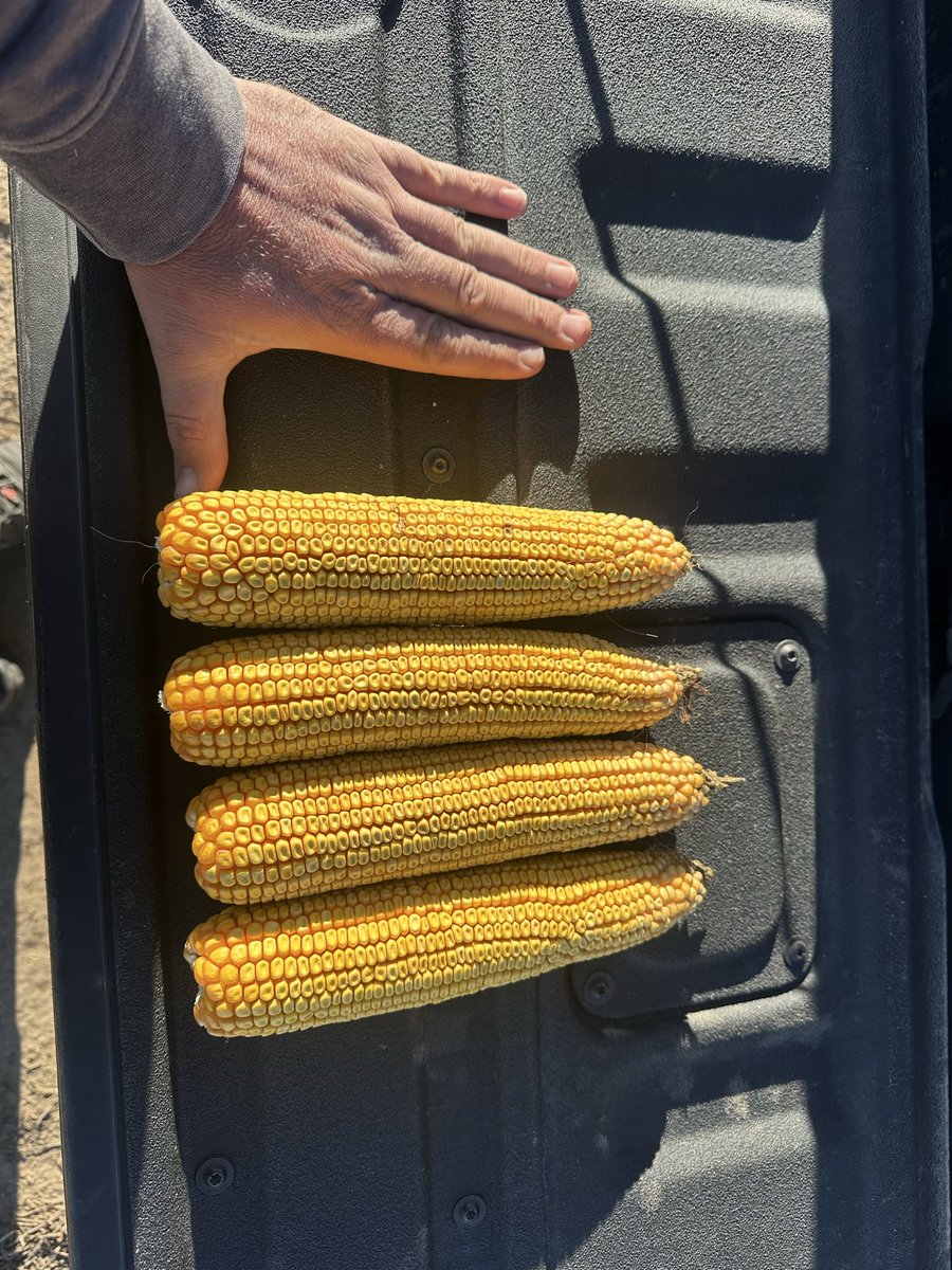 Cory Gilbert tweet media