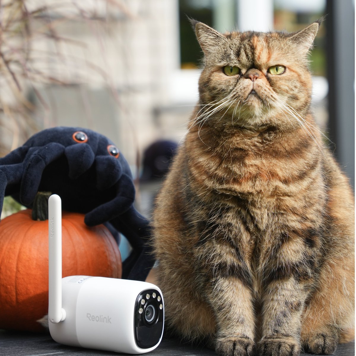 ReolinkTech's tweet image. 🎃🍬😆Halloween Vibe Setup Sharing—cozy, spooky, and a little magical. ✨
📷: dimox.t
#Reolink #ReolinkCamera #SecurityCamera #HomeSecurity #Halloween