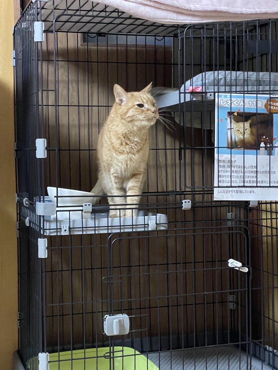 yaokankou's tweet photo. ～　保護猫の譲渡会🐈　～

11月9日（日）開催の「猫の譲渡会」のお知らせです🐱✨
猫ちゃんを飼ったことがない・譲渡会に参加したことがない方でも、少しでもご興味がありましたらお気軽にご参加ください😊

ぜひ譲渡会にお越し頂き、猫ちゃんに触れてみて下さいね😻 https://t.co/qvqLkicXEJ