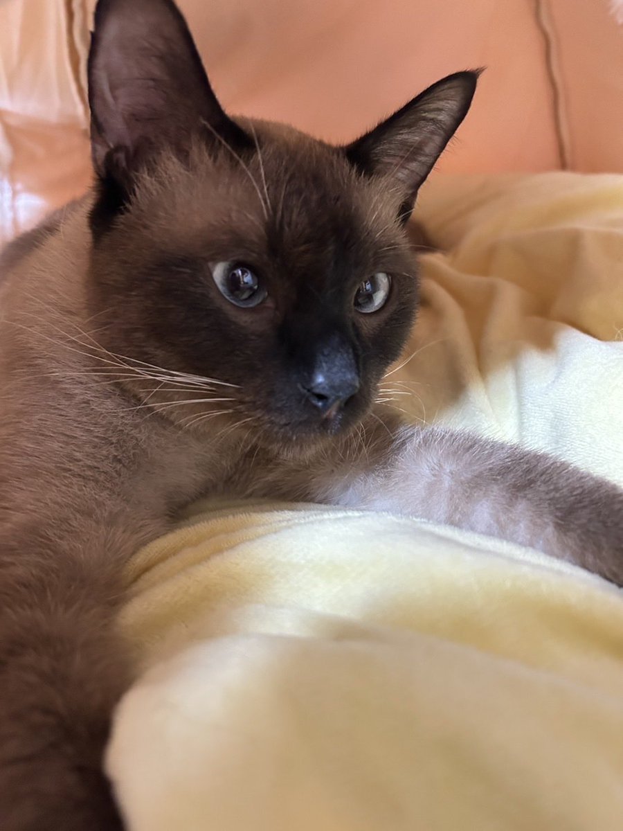 yaokankou's tweet photo. ～　保護猫の譲渡会🐈　～

11月9日（日）開催の「猫の譲渡会」のお知らせです🐱✨
猫ちゃんを飼ったことがない・譲渡会に参加したことがない方でも、少しでもご興味がありましたらお気軽にご参加ください😊

ぜひ譲渡会にお越し頂き、猫ちゃんに触れてみて下さいね😻 https://t.co/qvqLkicXEJ