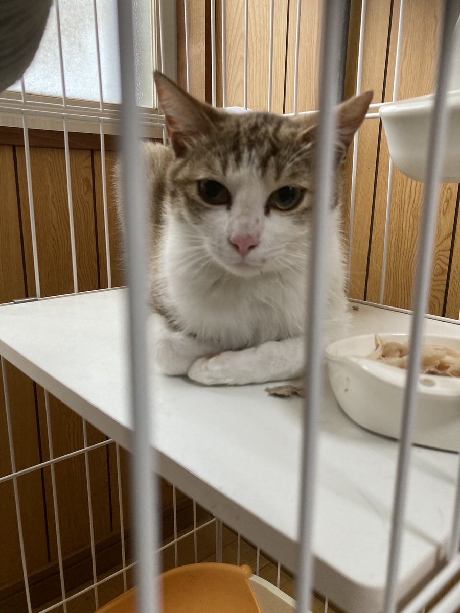 yaokankou's tweet photo. ～　保護猫の譲渡会🐈　～

11月9日（日）開催の「猫の譲渡会」のお知らせです🐱✨
猫ちゃんを飼ったことがない・譲渡会に参加したことがない方でも、少しでもご興味がありましたらお気軽にご参加ください😊

ぜひ譲渡会にお越し頂き、猫ちゃんに触れてみて下さいね😻 https://t.co/qvqLkicXEJ
