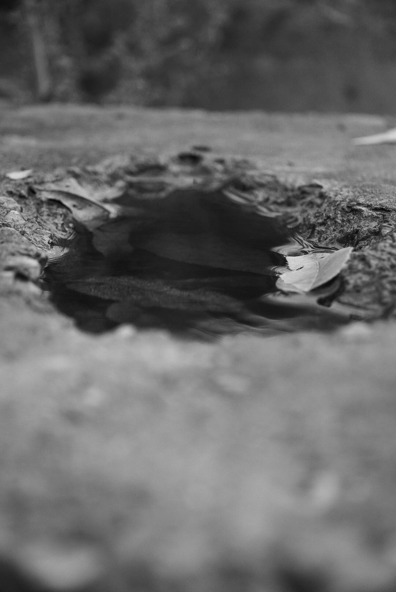 TweakedHobo's tweet photo. 10/29/25
#NaturePhotography https://t.co/LgsczwrD32