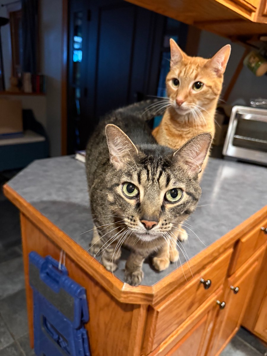 DJWolter's tweet image. Happy #NationalCatDay from #Ramsey and #Spicer, #theclowder.