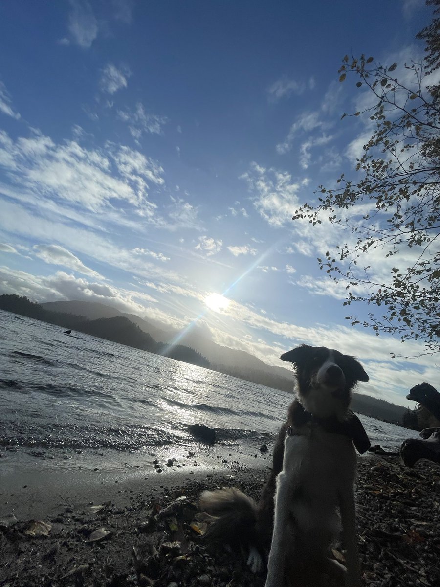 13 months in this dog hiking biz and we just passed 1000 miles 🎉

Who woulda thunk