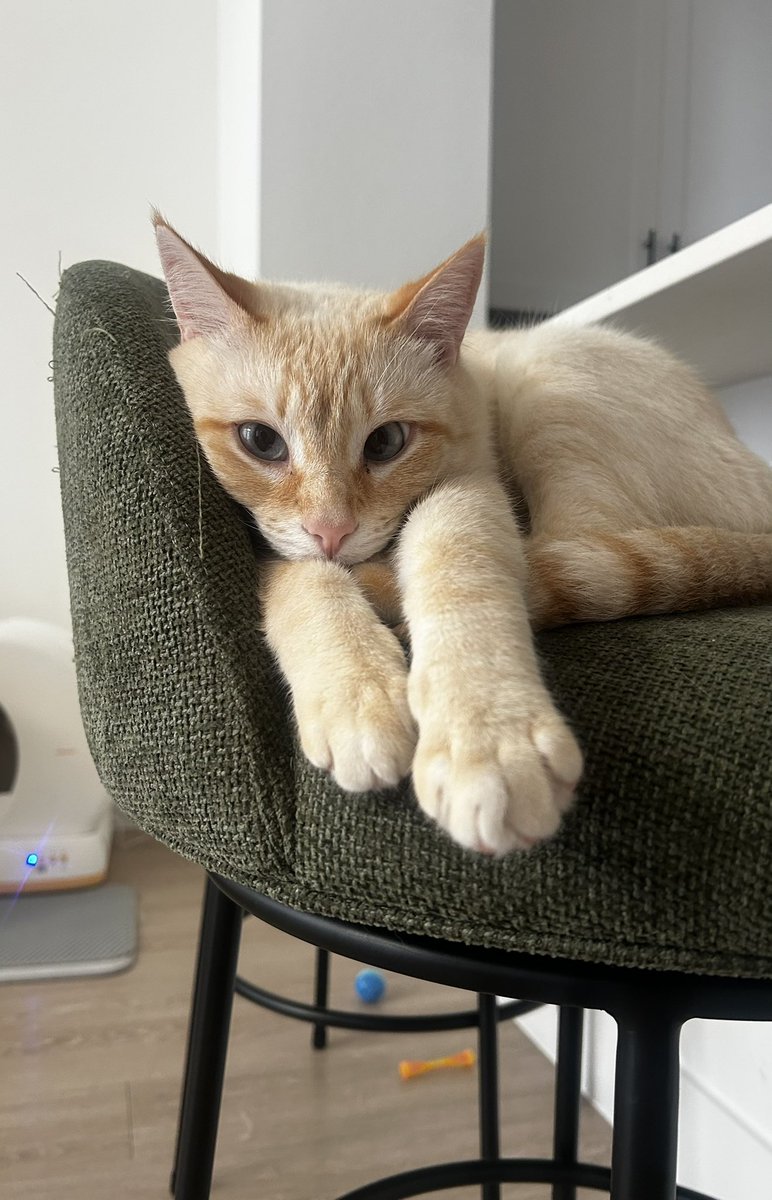 EyaPixie tweet media