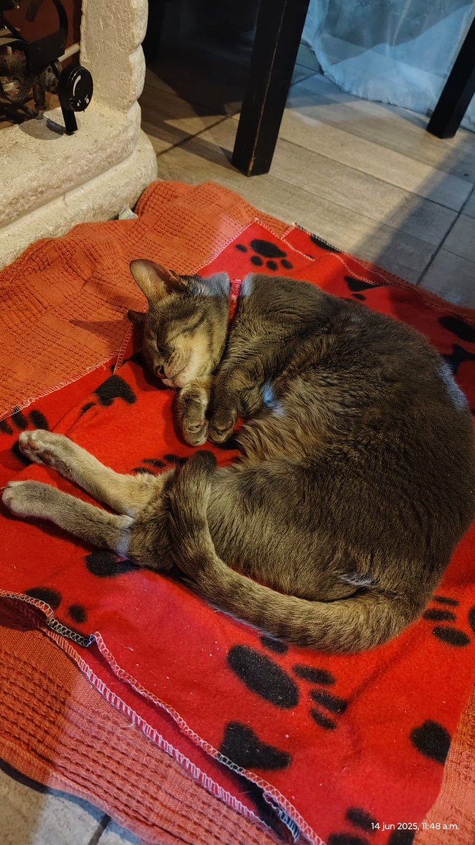 snpaezg's tweet photo. No hay día que pase que extrañe no verlas cuando llego a casa. Nunca se llevaron bien y se fueron juntas https://t.co/AWTPl0Qd7p
