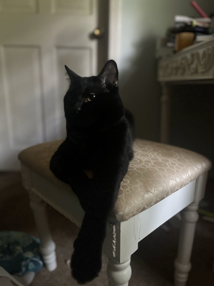 Heard it’s national cat day. Here’s a distinguished gentleman for your eyes.