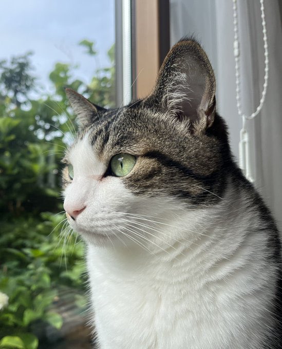 今日のロサンゼルスは最高気温32℃、この夏最高を11月目前に記録しました😎
マジ暑くて夕方になっても裸で過ごしてます。
アパートにエアコン無いので。

秋のこの時期、サンタアナウインズという砂漠からの季節風の影響で一時的に真夏が戻ります🏝️