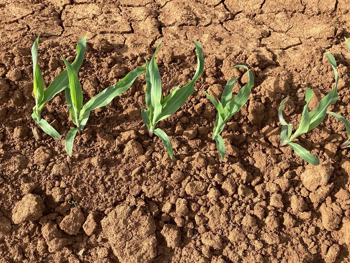 Corn crops that are now 25 days post water up are approaching first in crop irrigation. The first irrigation is critical to maintain uniformity in the development and promote secondary root development. 🌽 🌱