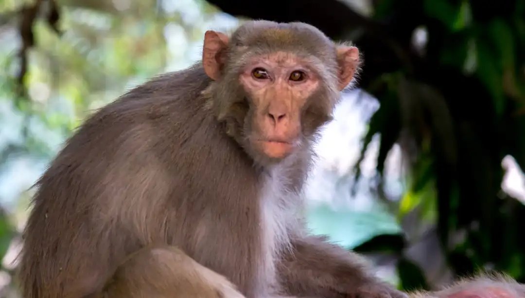 escaped diseased monkey for POTUS 2028

certainly couldn't be any worse than the current situation