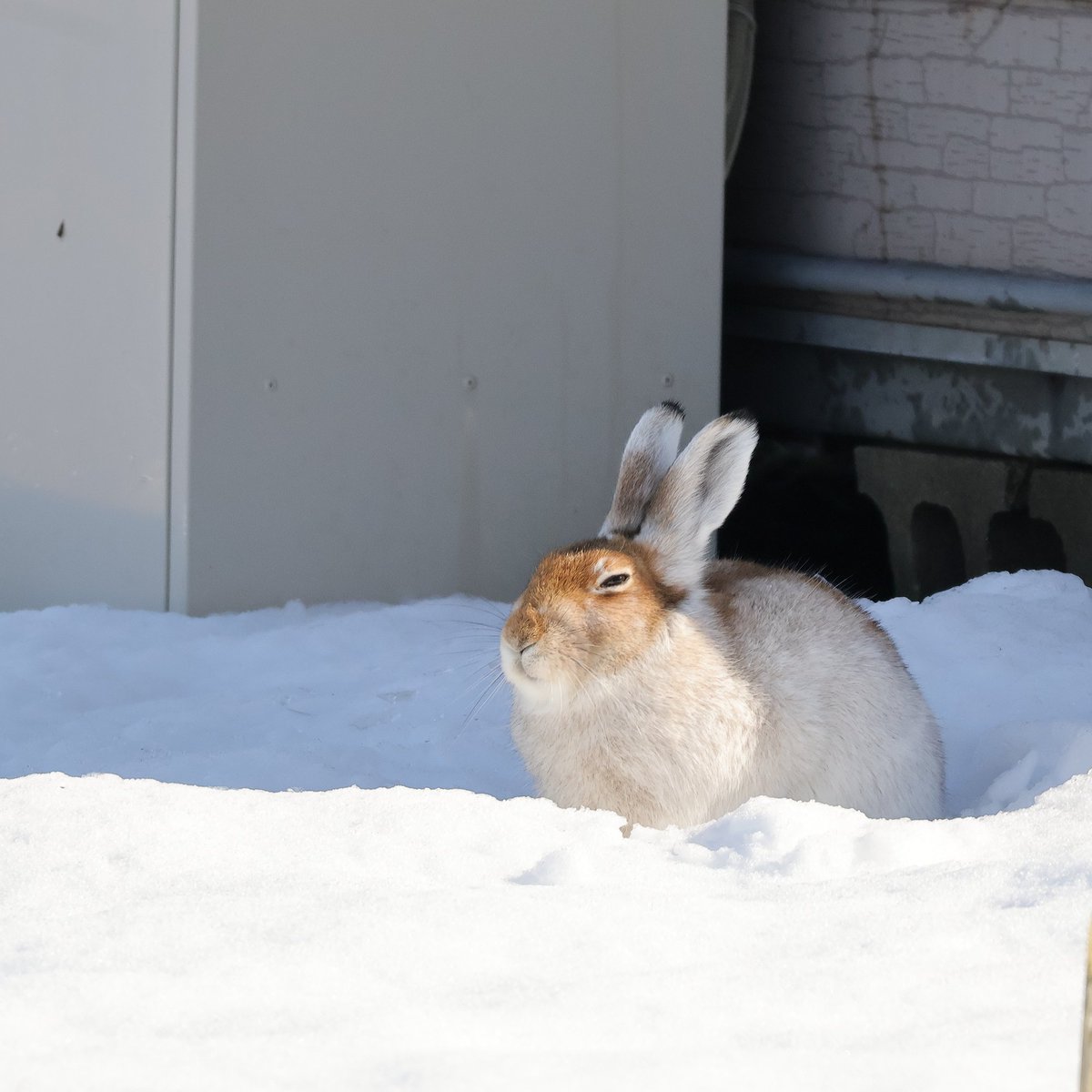 かなり白くなってきたエゾユキウサギさん。ここ数日仕事が忙しくてなかなか観察できずにいたら、あっという間に全体的に白く変化していました。一昨日は異常なほど雪がつもりましたがしばらく暖かい予報なので一面の雪も無くなるでしょう。やはりエゾユキさんは雪がお似合いですね。
