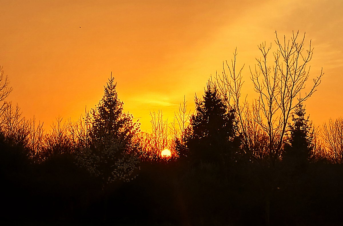 Freebird tweet media