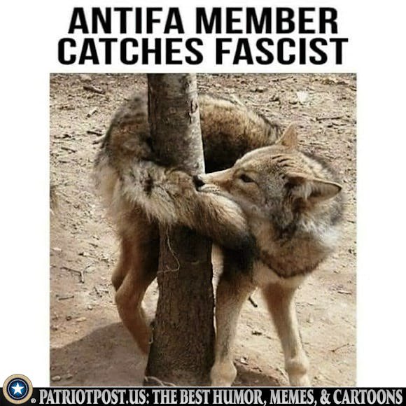 <a href="/MrAndyNgo/">Andy Ngo</a>
