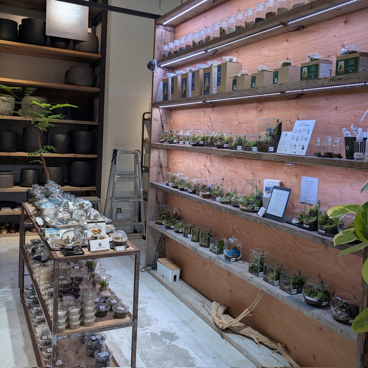 MimimiWith's tweet photo. Garage渋谷さんに納品に行ってきました。いつ行っても植物溢れる癒しの空間…雑貨も洗練されたデザインかと思えば、ちょっと面白い物もあり、ウロウロしているとあっという間に時間が過ぎてしまいます。

#苔テラリウム
#Garage
#Terrariums
#feeltheGarden
#渋谷ヒカリエ
#渋谷スクランブルスクエア https://t.co/uh8wKWRVQe