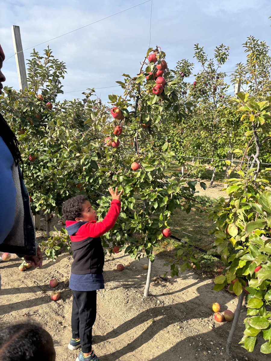 rbcsnj's tweet image. When PreK is learning about trees...why not get to see them up close with some apple picking? 📷📷
.
.
.
#RBCS #RedBank #CharterSchool #TakingTheWorldByStorm #BlueStorm #Preschool #PreK