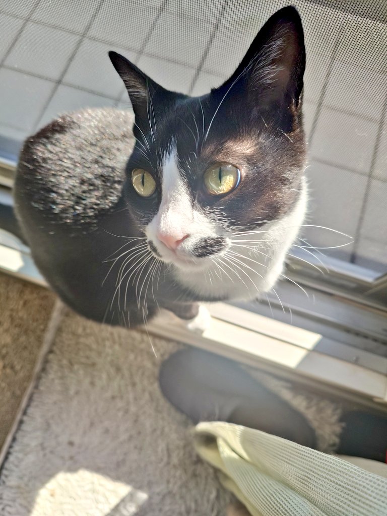 ○chat noir○ (@chatnoir8888) / Posts / X