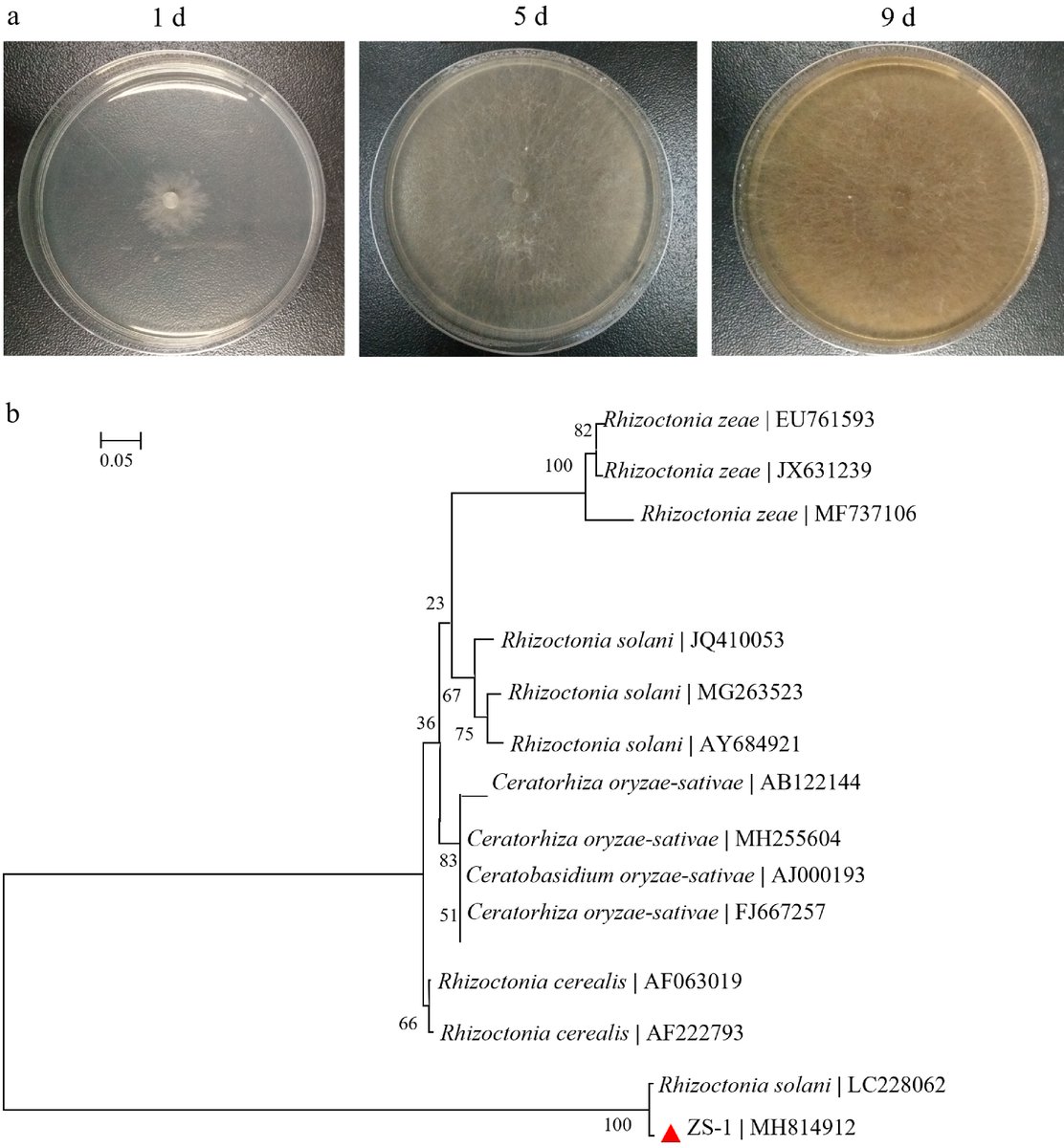 GrassResearch's tweet image. #GrassResearch #LargePatch #Zoysiagrass #RhizosphereMicrobiome
 R. solani disrupts zoysiagrass physiology, restructures microbiomes—enriches Actinobacteria/Chloroflexi, links Geobacter/Anaerolinea to stress tolerance.
@MaximumAcademic 
Details: maxapress.com/article/doi/10…