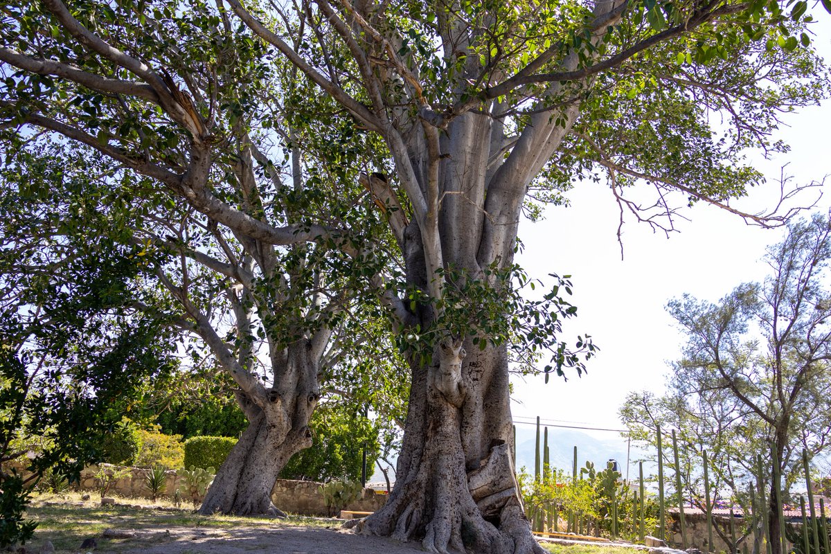 Ambiente_GobOax's tweet photo. 🌳 Compromiso con la naturaleza en San Pablo Villa de Mitla 🌳

Durante las actividades de las Caravanas del Medio Ambiente Layú Stidu, se visitaron los dos nuevos Árboles Notables, y se realizó la plantación simbólica de un árbol, reafirmando el compromiso de la comunidad. https://t.co/kZJHz773px