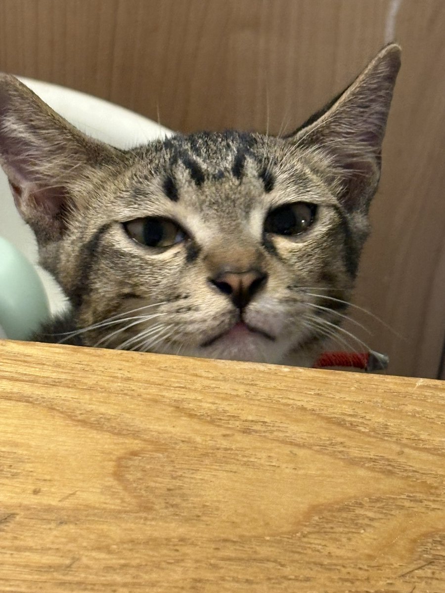 joey_cryptozuo's tweet image. 合约爆了  生无可恋 
#合约 #黄金 #美股 #币圈 #BTC #BNB