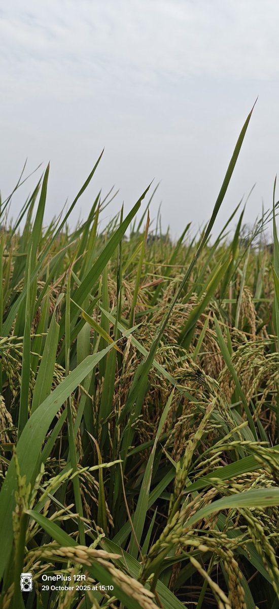 कुछ हादसे इंसान को इतना ख़ामोश कर देते हैं 
की जरूरी बात कहने का भी दिल नहीं करता !! 

सुप्रभात 🌻