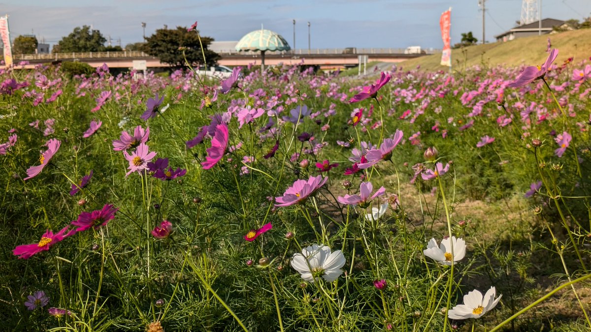 ✨コスモス様3点おまとめ✨ありがとうございます♡ 𓍯 cosmos‎‪𓍯 ‬ ・ 🄷🄰🄻🄻🄾🅆🄴🄴🄽🎃🦇🕸 ・ パート1