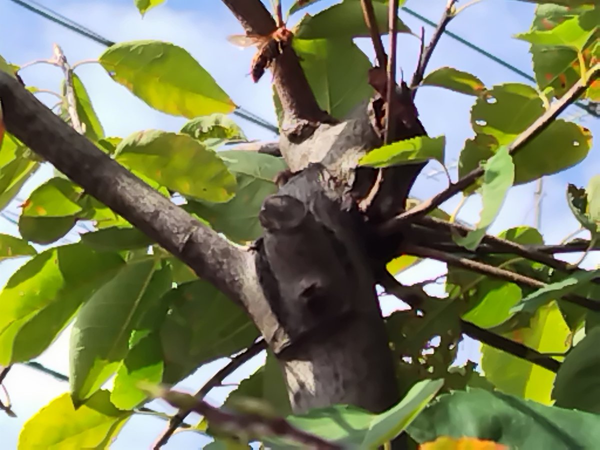 ブタクサも満開の秋ですね…💧
そろそろ、蜂も最後のエサ集めかな？
#クシャミが止まらず散歩の足が止まる
#セイタカアワダチソウのせい
#スズメバチが庭の木で栄養補給中
#柴犬　#柴犬兄妹　#秋のアレルギー