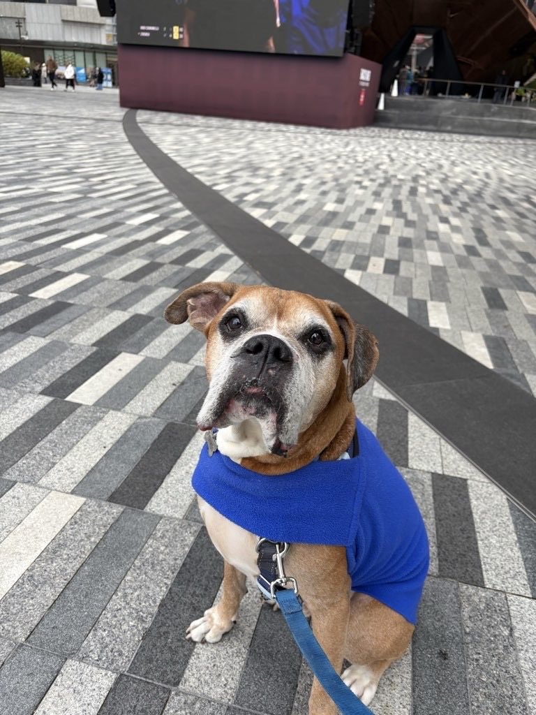 We love our #seniors This guy was Box from early Spring. He wound up at the ⁦<a href="/NYCACC/">Animal Care Centers of NYC</a>⁩ when his owners moved without him. He is such a good boy. He’s so loved and spoiled. He loves his sweater he inherited from another Sr AABR alumni . #afostersavedmylife #boxerdogs #dogsofx