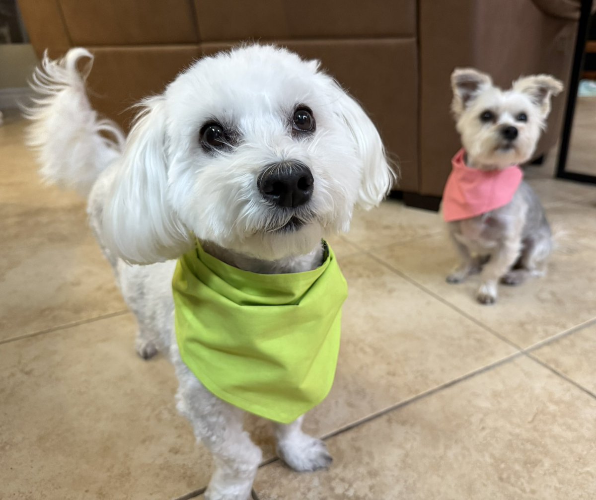 Yous won’t believe!!! 🎉🎉🎉 Rosie🌹hers an me’s just got the’s fanciest bandannies EVER!!! 😁 I’s knew it’s. The’s second me’s saw the’s packaging!!! An the’s best quality!!!
But to’s make it’s even better… <a href="/CartersBandanas/">Carter's Bandanas</a> hast me’s ORIGINAL SIGNATURE LIME GREEN 💚 Hast been