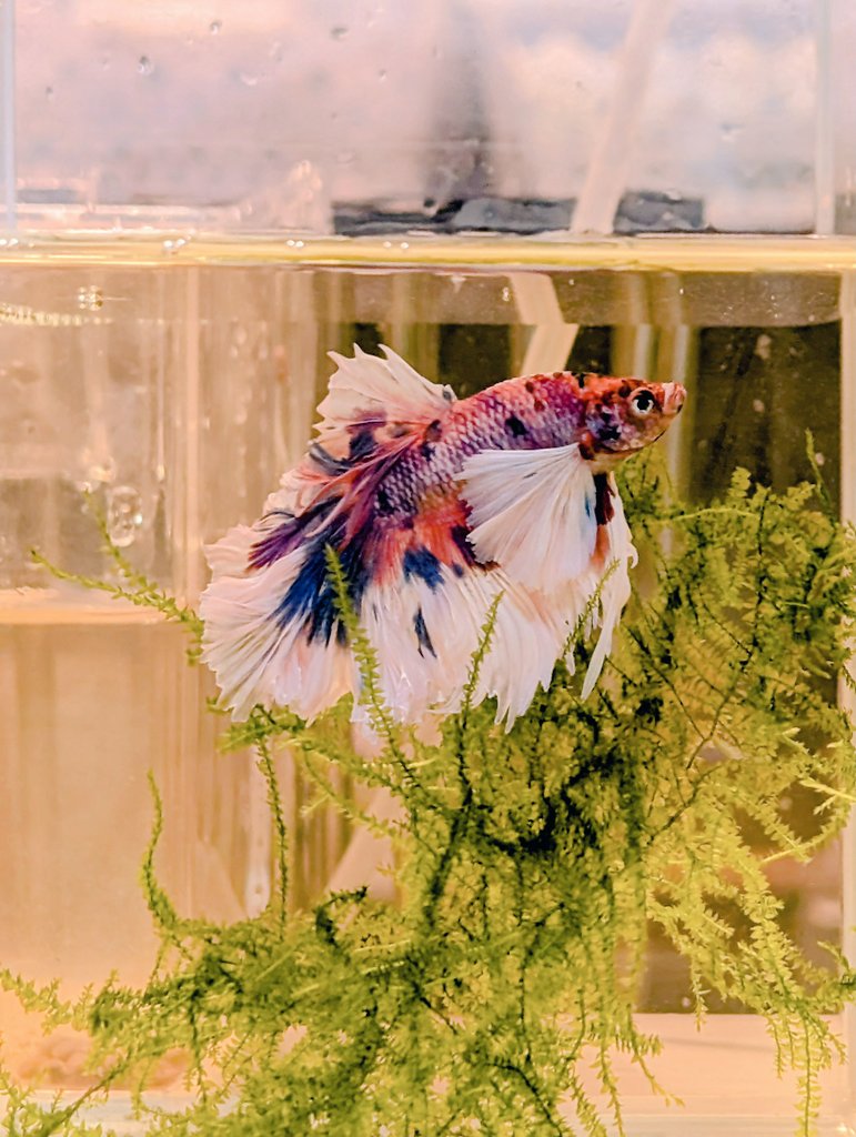 munmunshrimp's tweet image. えび🦐と草🌿

☁絶賛低浮上☁

激動の日々に追われておりましたが、最近ようやく行き届かないメンテや株分けやらぼちぼち着手しております。

とりま姫えびすさんの周年イベント行ってご利益もらってきます
日時確認よしっ👺💢

📸はえび進化中、ゼブさんオスだけ説、根づまり、新人ダンボ

#姫えびす