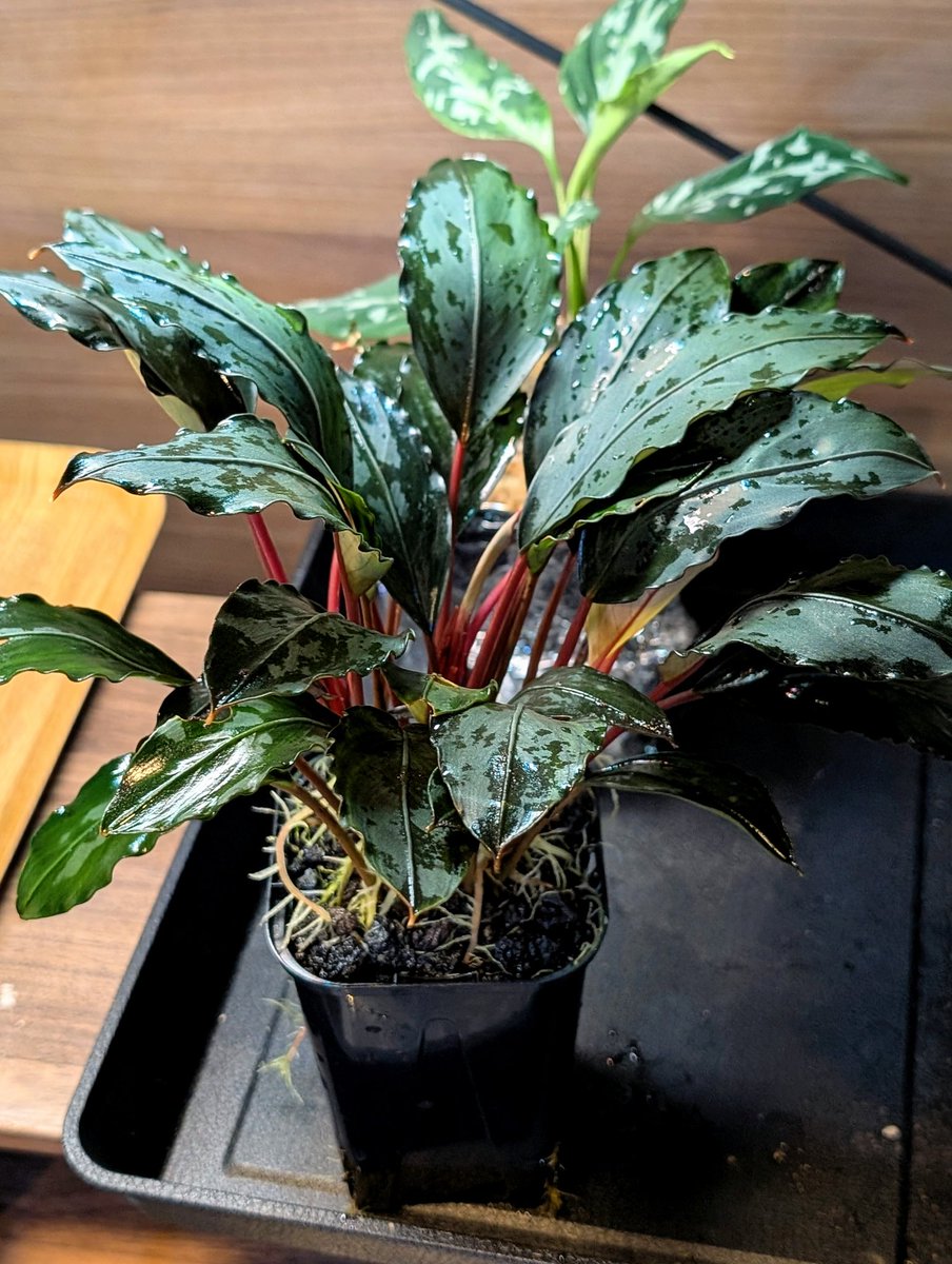 munmunshrimp's tweet image. えび🦐と草🌿

☁絶賛低浮上☁

激動の日々に追われておりましたが、最近ようやく行き届かないメンテや株分けやらぼちぼち着手しております。

とりま姫えびすさんの周年イベント行ってご利益もらってきます
日時確認よしっ👺💢

📸はえび進化中、ゼブさんオスだけ説、根づまり、新人ダンボ

#姫えびす