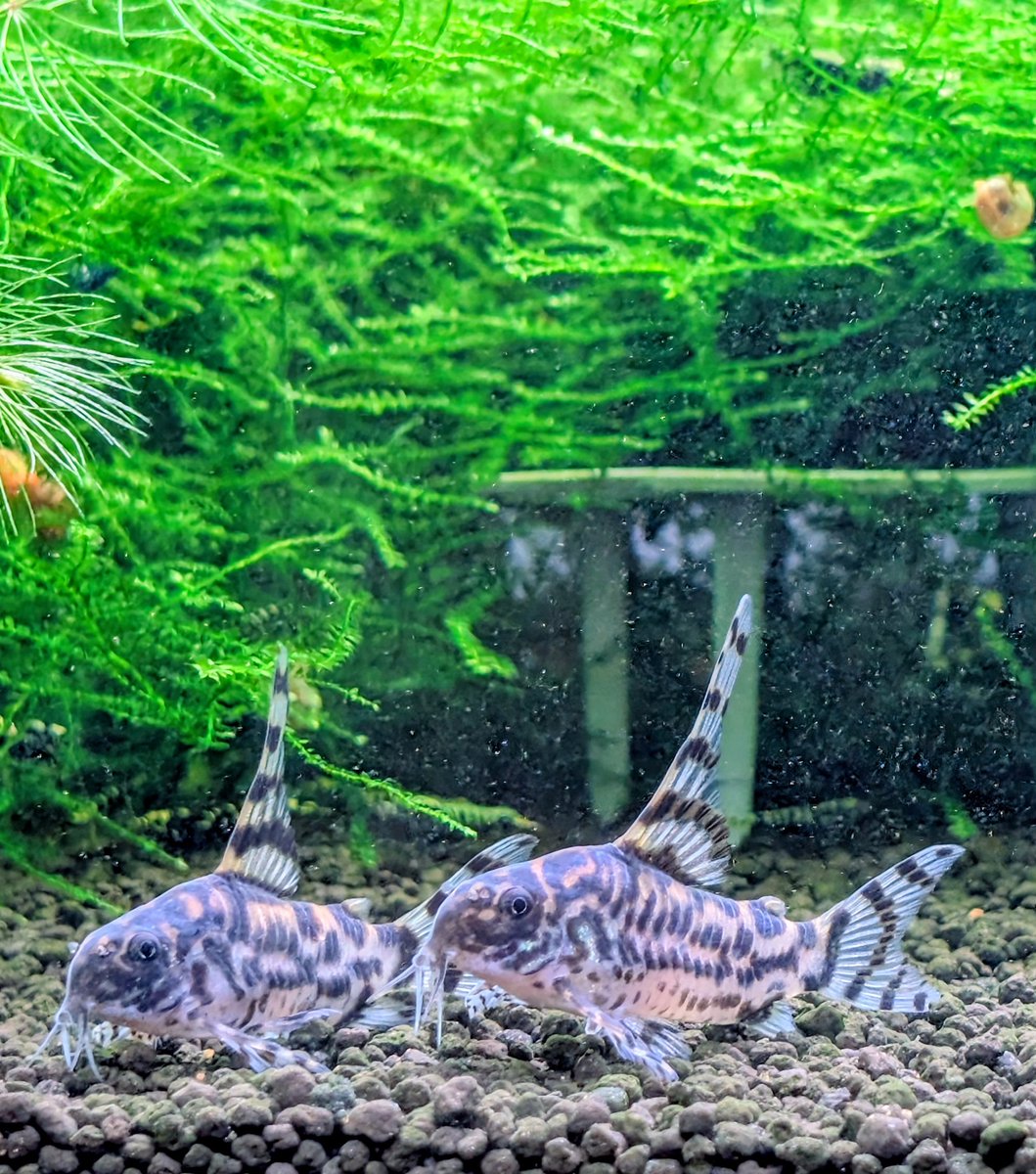 munmunshrimp's tweet image. えび🦐と草🌿

☁絶賛低浮上☁

激動の日々に追われておりましたが、最近ようやく行き届かないメンテや株分けやらぼちぼち着手しております。

とりま姫えびすさんの周年イベント行ってご利益もらってきます
日時確認よしっ👺💢

📸はえび進化中、ゼブさんオスだけ説、根づまり、新人ダンボ

#姫えびす