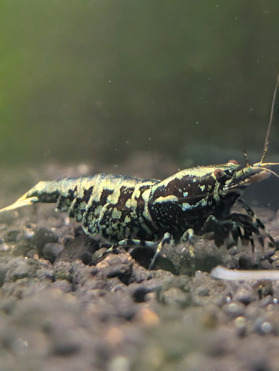 munmunshrimp's tweet image. えび🦐と草🌿

☁絶賛低浮上☁

激動の日々に追われておりましたが、最近ようやく行き届かないメンテや株分けやらぼちぼち着手しております。

とりま姫えびすさんの周年イベント行ってご利益もらってきます
日時確認よしっ👺💢

📸はえび進化中、ゼブさんオスだけ説、根づまり、新人ダンボ

#姫えびす