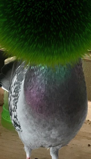 びーまり（生後 2163 日） #marimoapp download-&gt; bit.ly/marimoapp  bit.ly/marimoapp