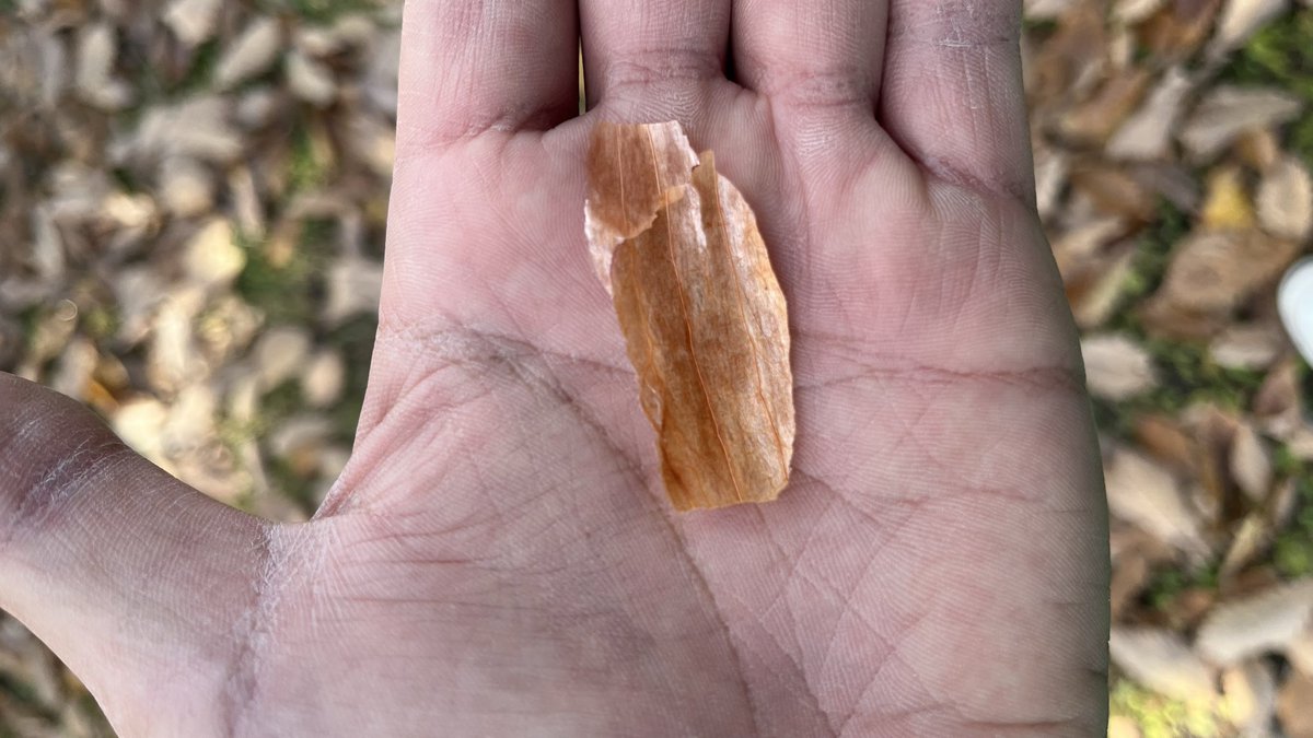 枯れ葉が頭に降ってきたから「まだ秋だな〜🍂」なんておもってたんだが、よく見たら玉ねぎの皮だったんですけども！
どういう物理！？北海道だから！？