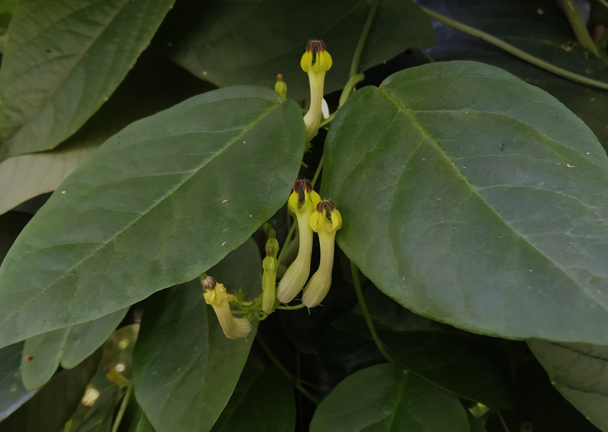 BiotechSanjeet tweet picture