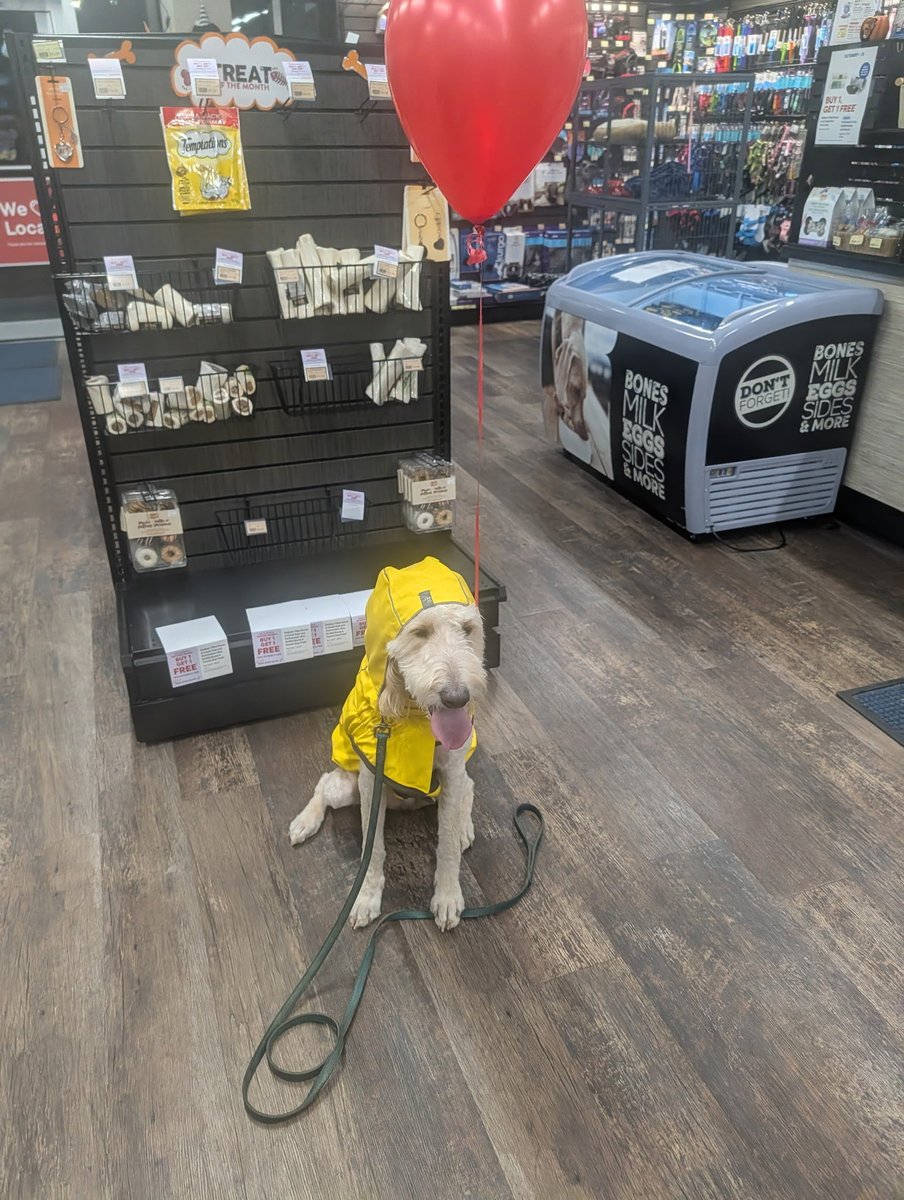 GregFaubert's tweet photo. When you take the dogs to Blenheim’s pet valve to do some trick or treats https://t.co/7YzvNwAjsj