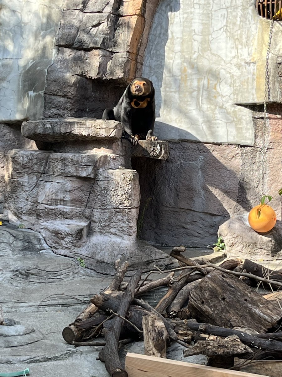 マレーグマのマーサ。#天王寺動物園