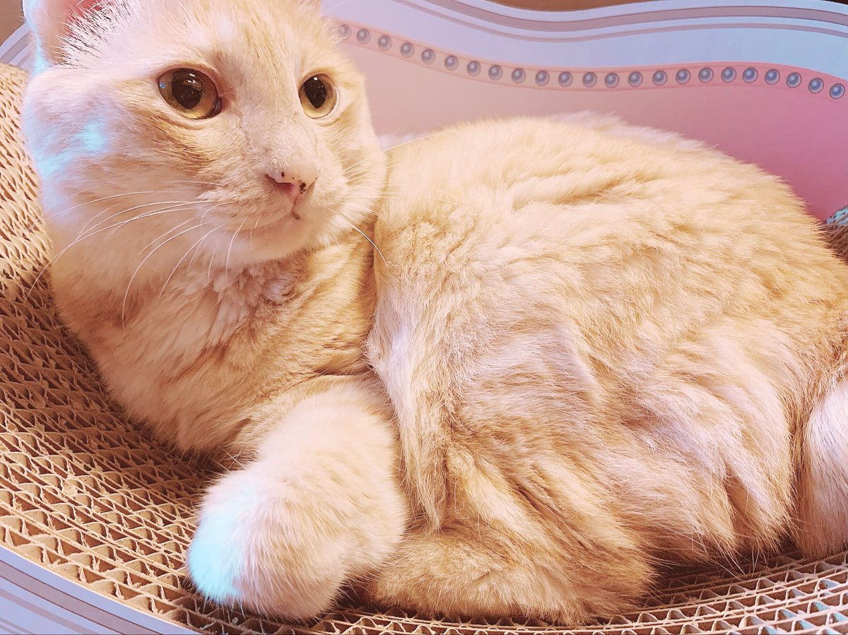 にゃんた (@nyanta_live) / Posts / X