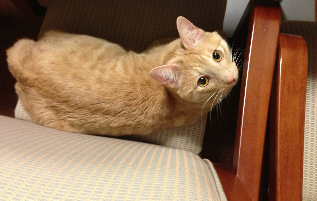 にゃんた (@nyanta_live) / Posts / X