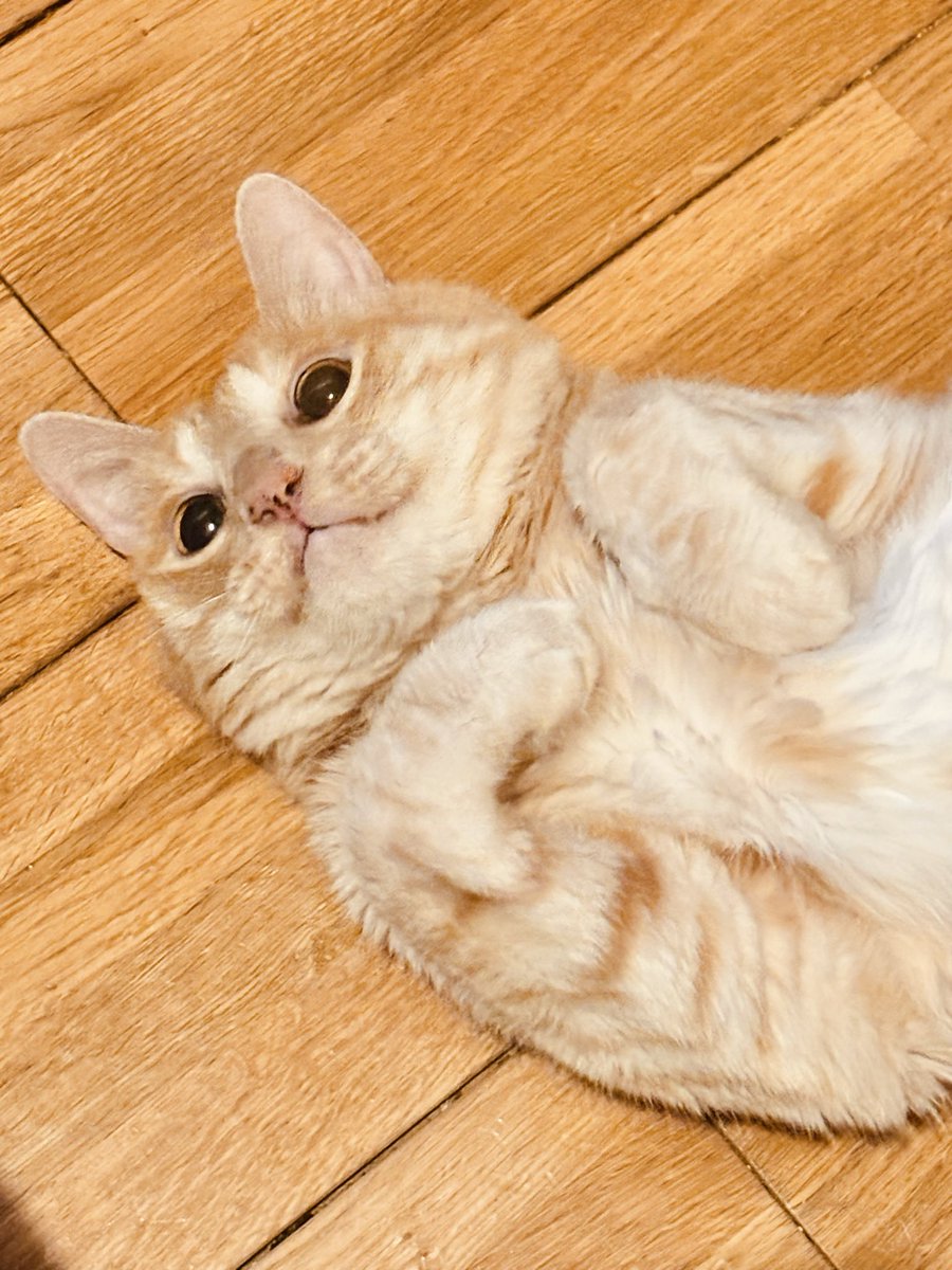 にゃんた (@nyanta_live) / Posts / X