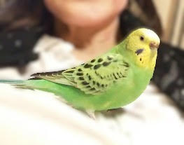 【拡散希望】
セキスイインコ　黄緑色の迷子情報です

場所：川口市峯
日時：25/10/28 10時
名前：チピちゃん
特徴：名前を呼ぶと肩に乗ります

情報お持ちの方、下記までご連絡を
tokusun0528@gmail.com
情報拡散のご協力お願いします