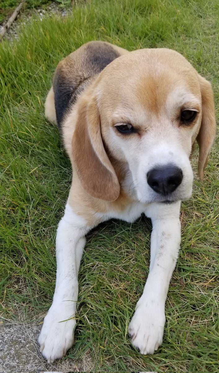 今朝はパピコのミリーちゃん相手にガンガン走るそらちゃん😊

もうあんよもおしっぽもドロドロ😅