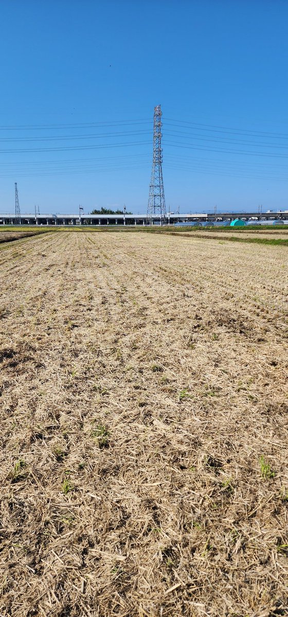お米農家さんの土づくり取材にきてます‼️
収穫を終えたあとの田んぼには、稲わらがびっしり🌾🌾
ここからまた、微生物の力で次の命へ循環していきます♻♻♻