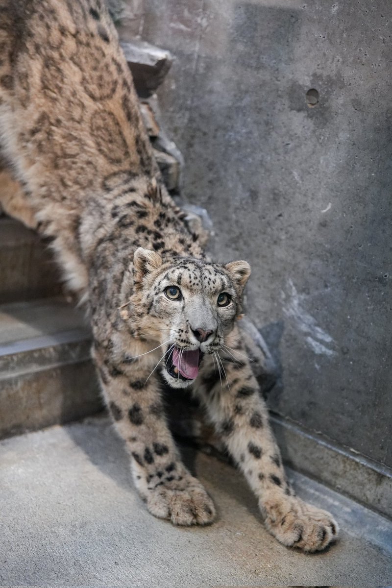 ririka様 ユキヒョウ 全長214cm 国際希少野生動植物種登録票 ririka様 ユキヒョウ 全長214cm 国際希少野生動植物種登録票