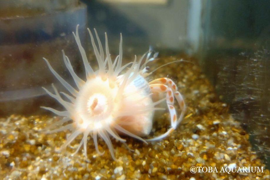 企画展もラストスパート！熊野灘沖合底引き網採集に行ってきました: 企画展「大発見！ワクドキ深海アドベンチャー ～熊野灘から見る深世界～」　11月3日（月・祝）の閉幕まであと1週間を切りました。まだの方はお早めに！… dlvr.it/TNyWNj