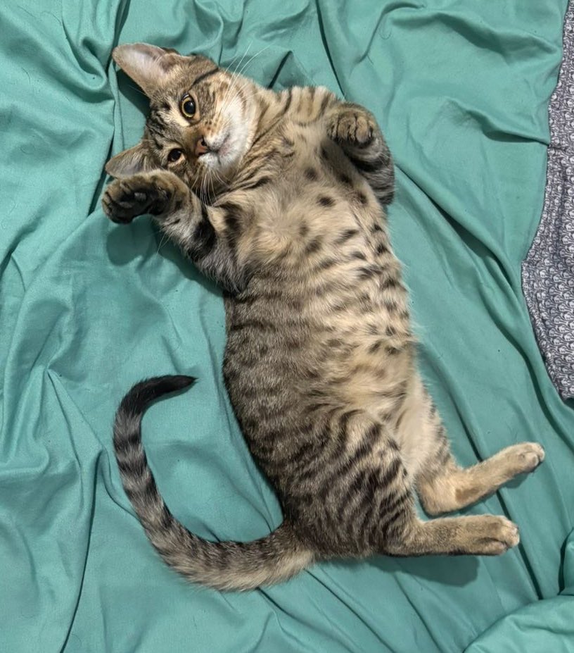 belucortezz's tweet photo. @aaavrril Le encontré novio a tu gata https://t.co/v6W5cMFjE1