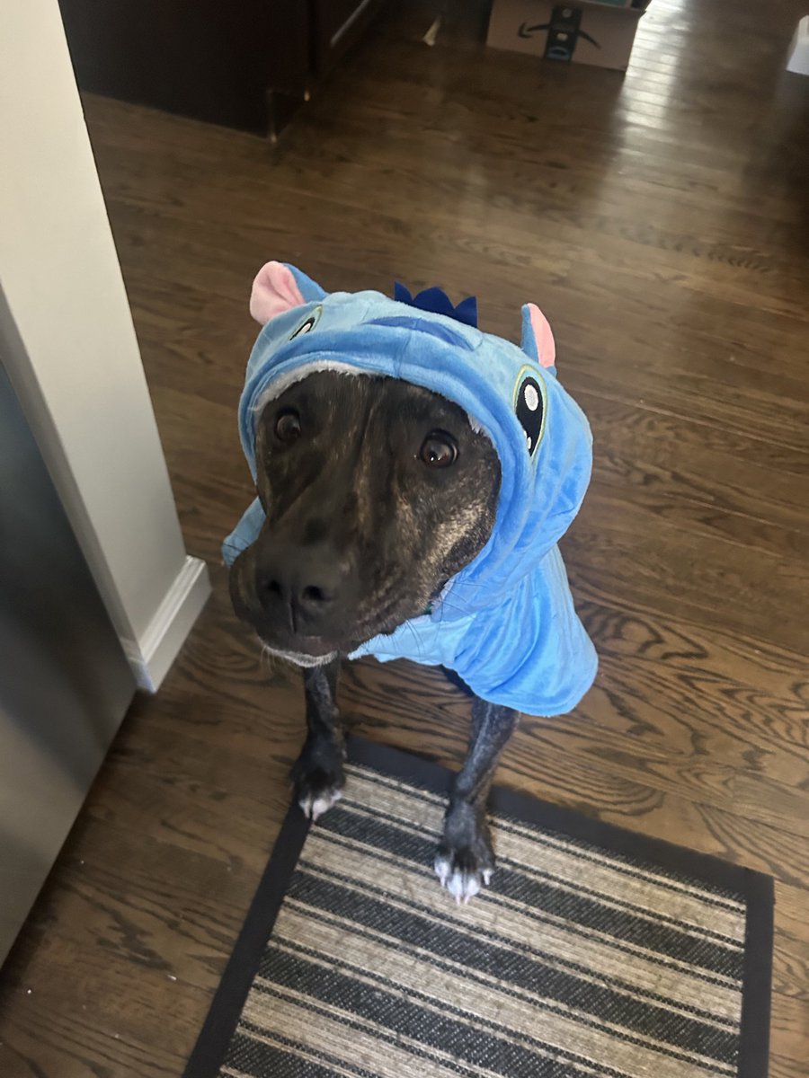 shadyginga's tweet photo. my lilo baby is ready for halloween!! https://t.co/UebESmNNKe