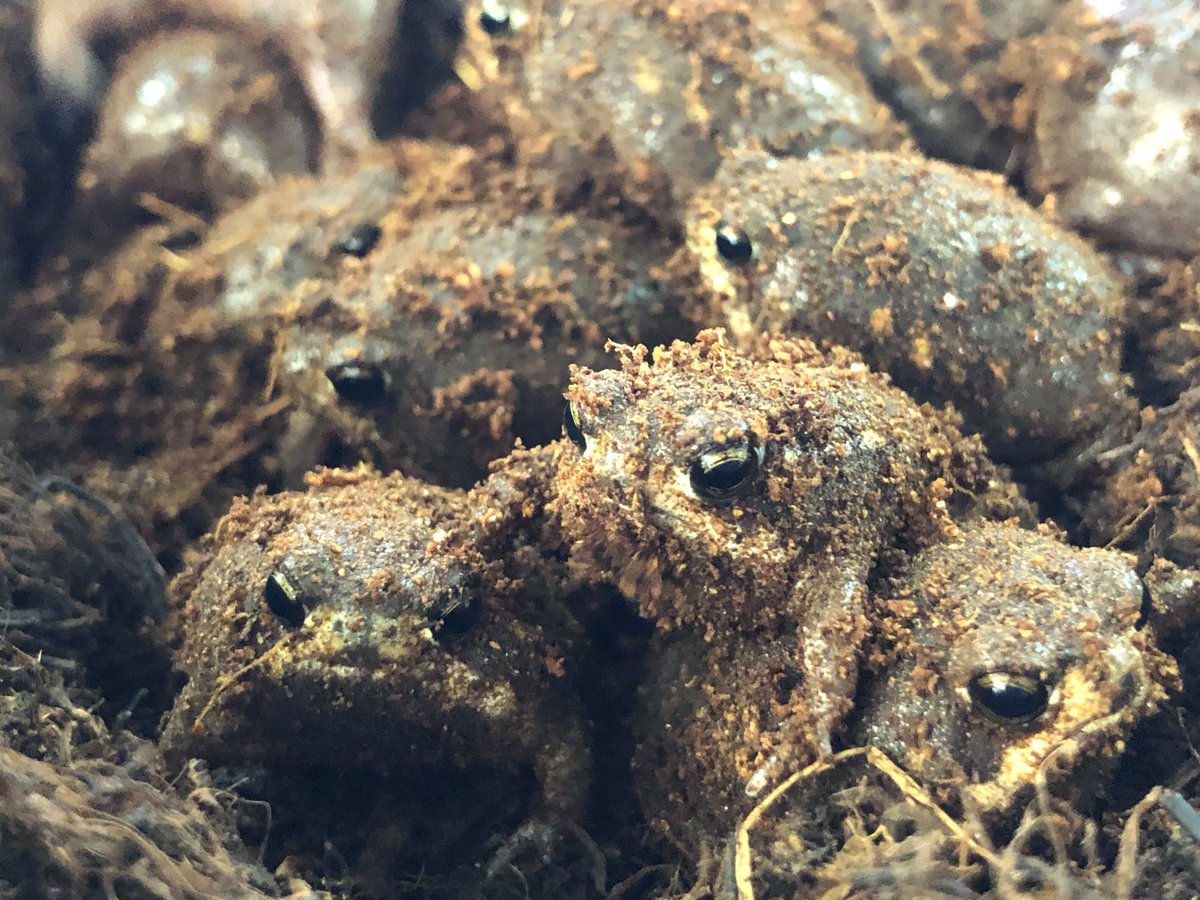 charm_reptiles's tweet photo. お団子いっぱい入荷!!
#チャーム両生類 #入荷情報
#パワーズフクラガエル
#Breviceps #poweri https://t.co/ytx2Qt1IZg