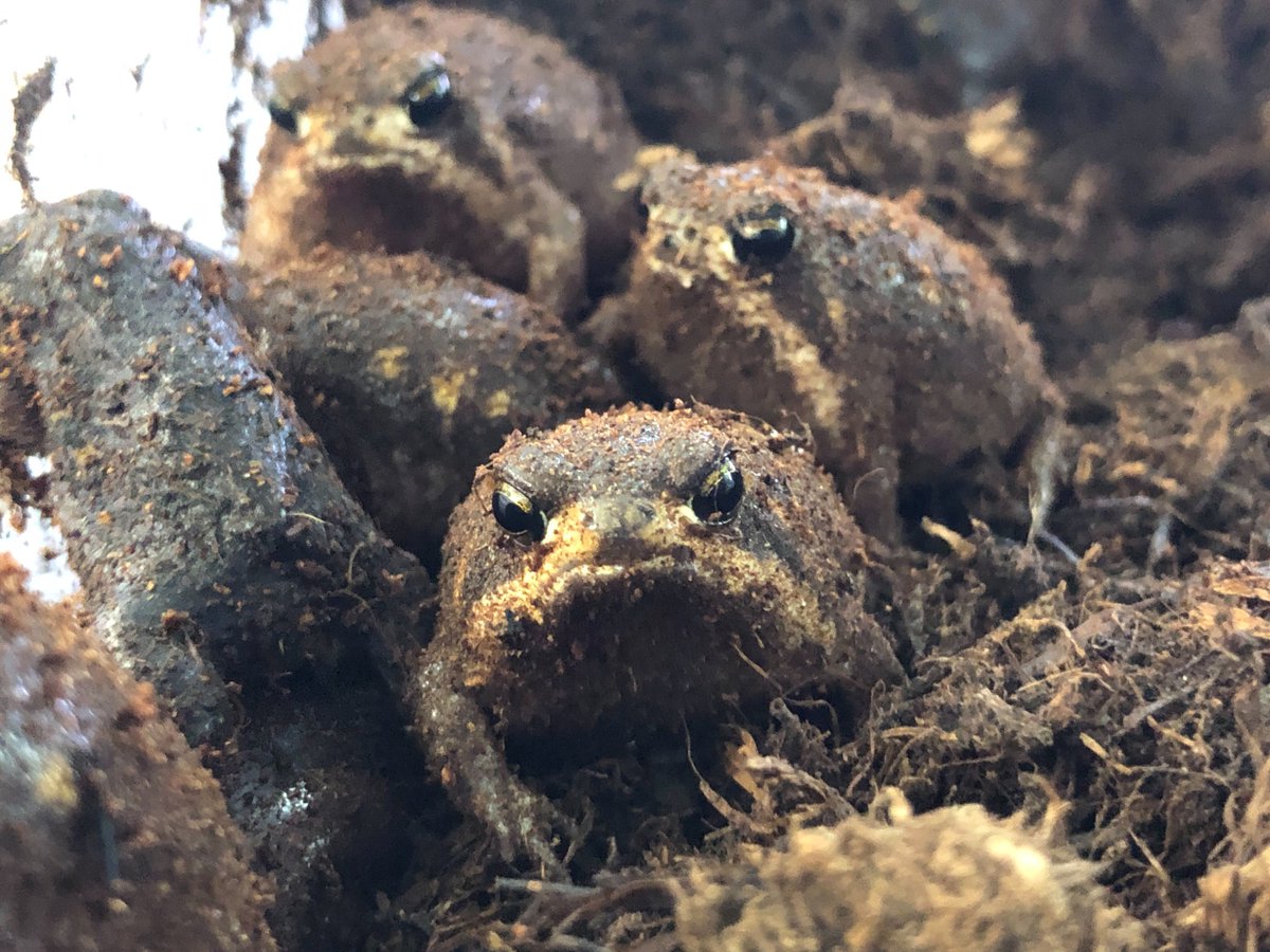 charm_reptiles's tweet photo. お団子いっぱい入荷!!
#チャーム両生類 #入荷情報
#パワーズフクラガエル
#Breviceps #poweri https://t.co/ytx2Qt1IZg