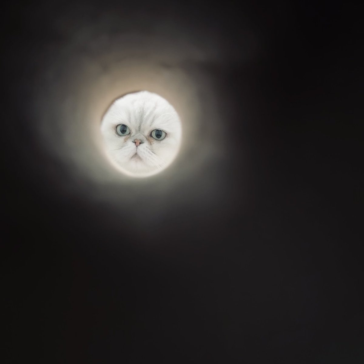 ムネ様☺︎専用ページ あまね (@amane0324_) / Posts / X